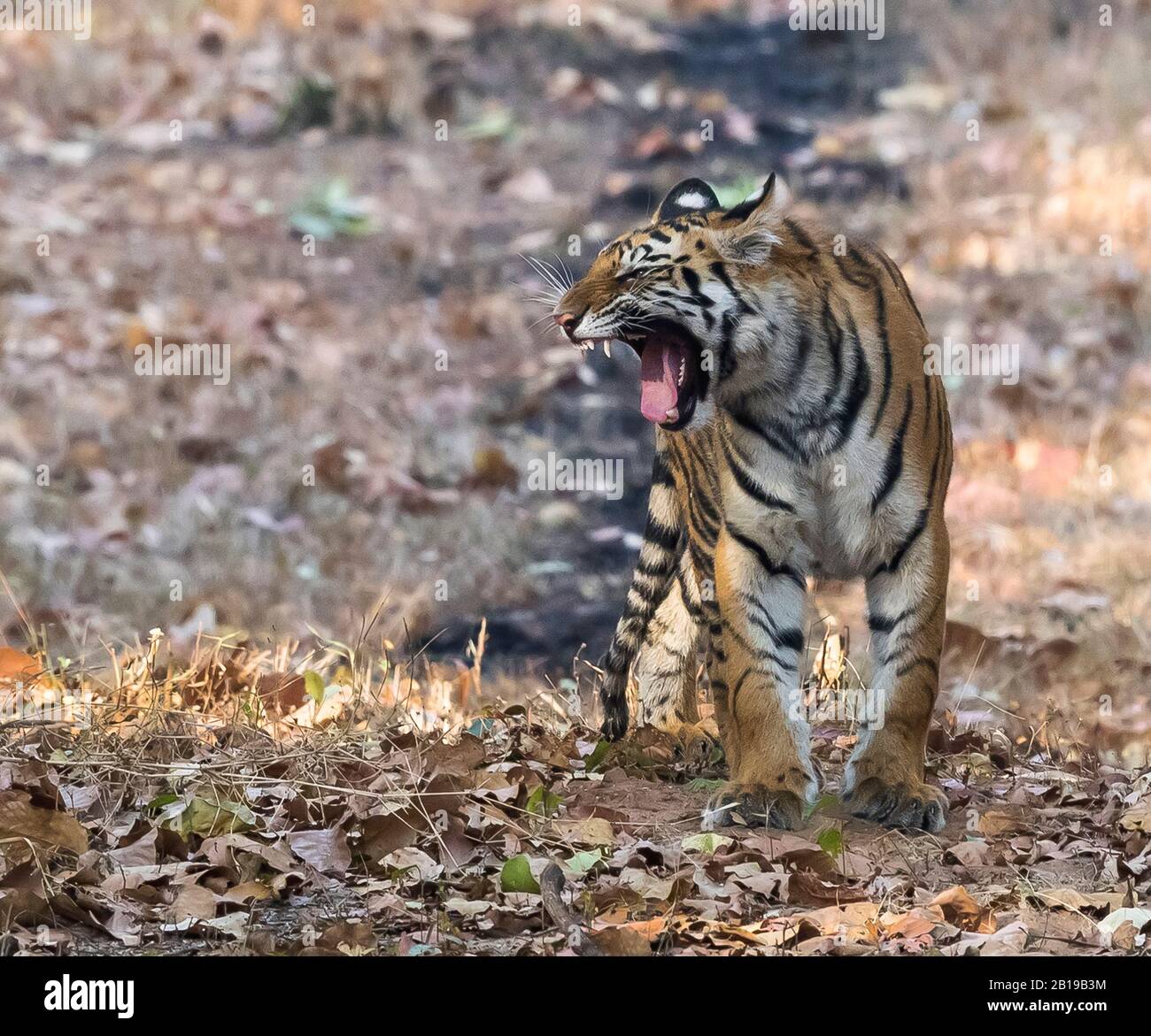 Bengal tiger (Panthera tigris tigris), One-year cub roars, India, Bandavgarh Stock Photo