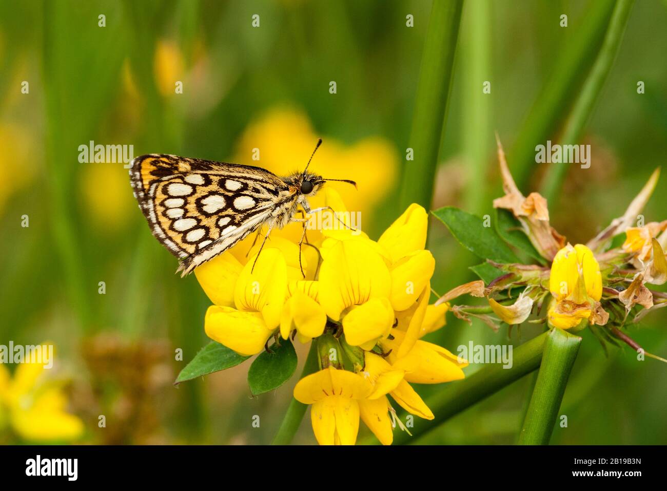 large chequered skipper (Heteropterus morpheus), sitting on a yellow blossom, side view, Netherlands, Noord-Brabant Stock Photo