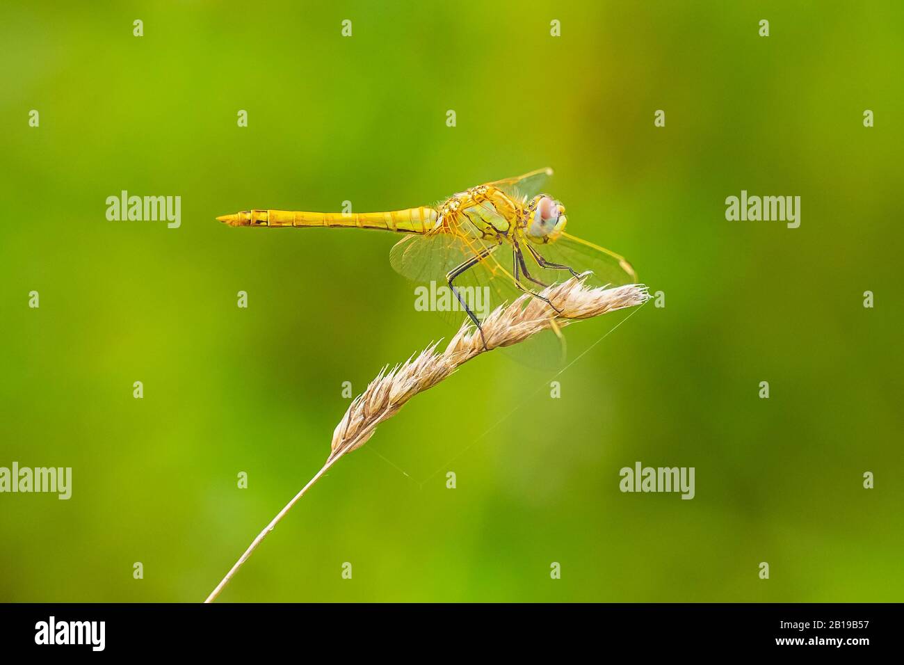 Close-up of a Sympetrum fonscolombii, Red-veined darter or nomad resting on vegetation Stock Photo