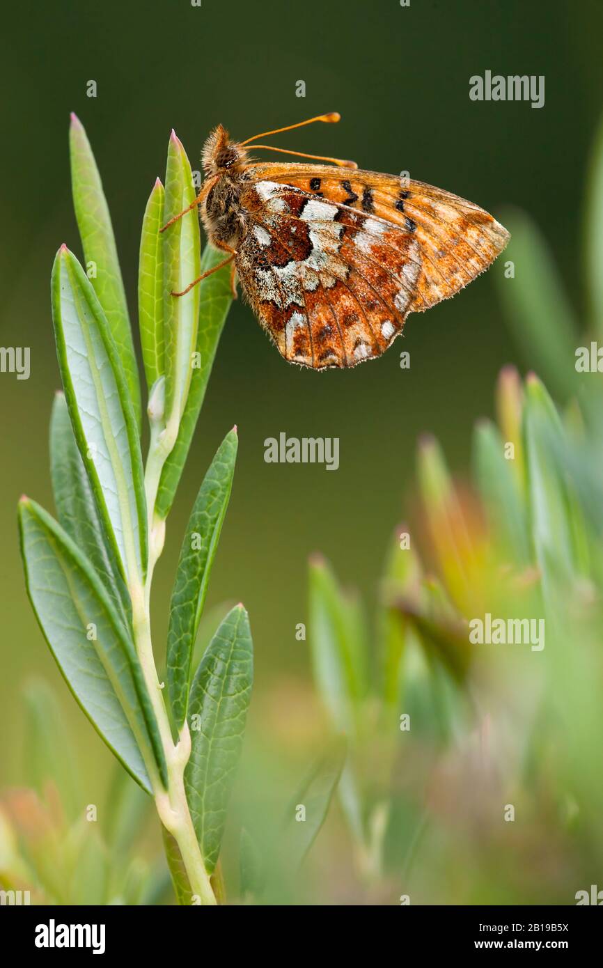 cranberry fritillary (Boloria aquilonaris), sitting at a leaf, side view, Germany Stock Photo