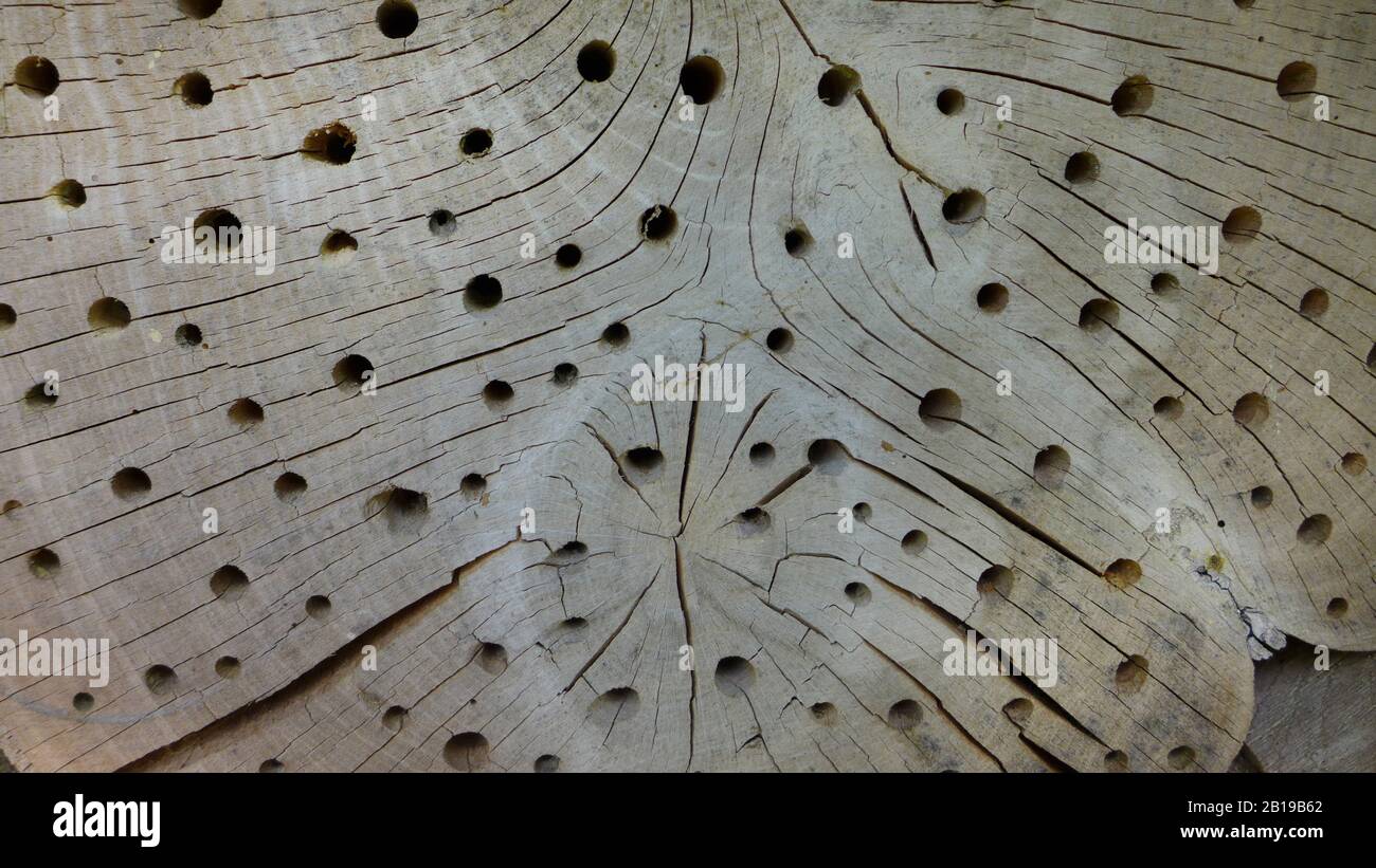 stem disc with holes for wild bees, nesting aid, Germany Stock Photo