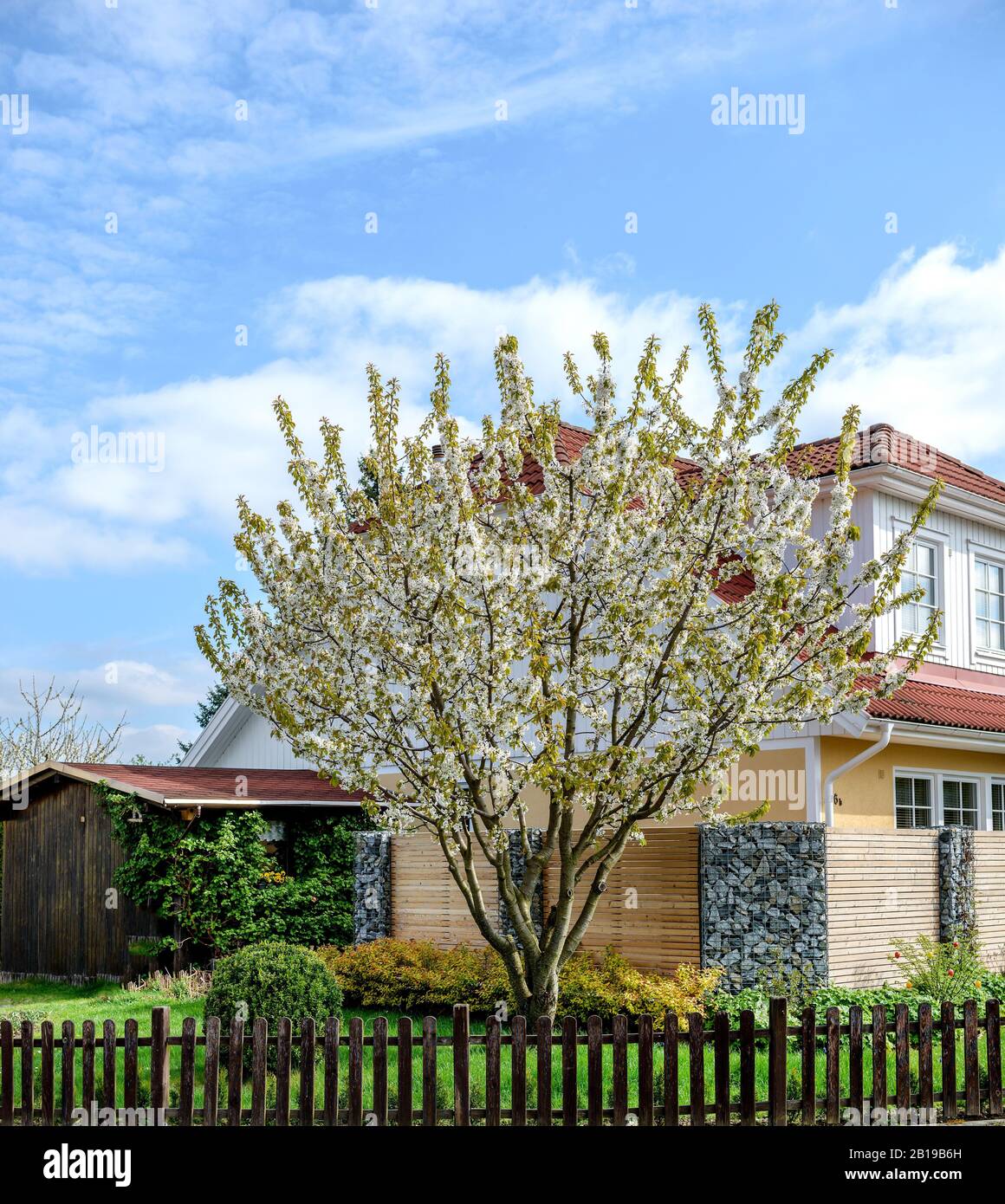 Cherry tree, Sweet cherry (Prunus avium 'Grosse Schwarze Knorpelkirsche', Prunus avium Grosse Schwarze Knorpelkirsche), blooming, Grosse Schwarze Knorpelkirsche, Germany, Saxony Stock Photo