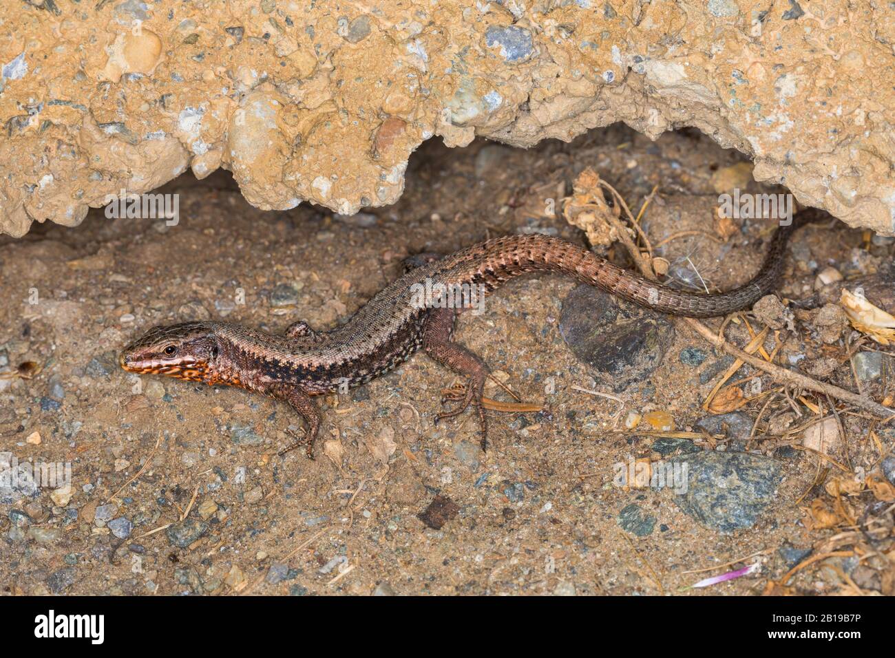common wall lizard (Lacerta muralis, Podarcis muralis), under a wall projection, Austria, Carinthia Stock Photo