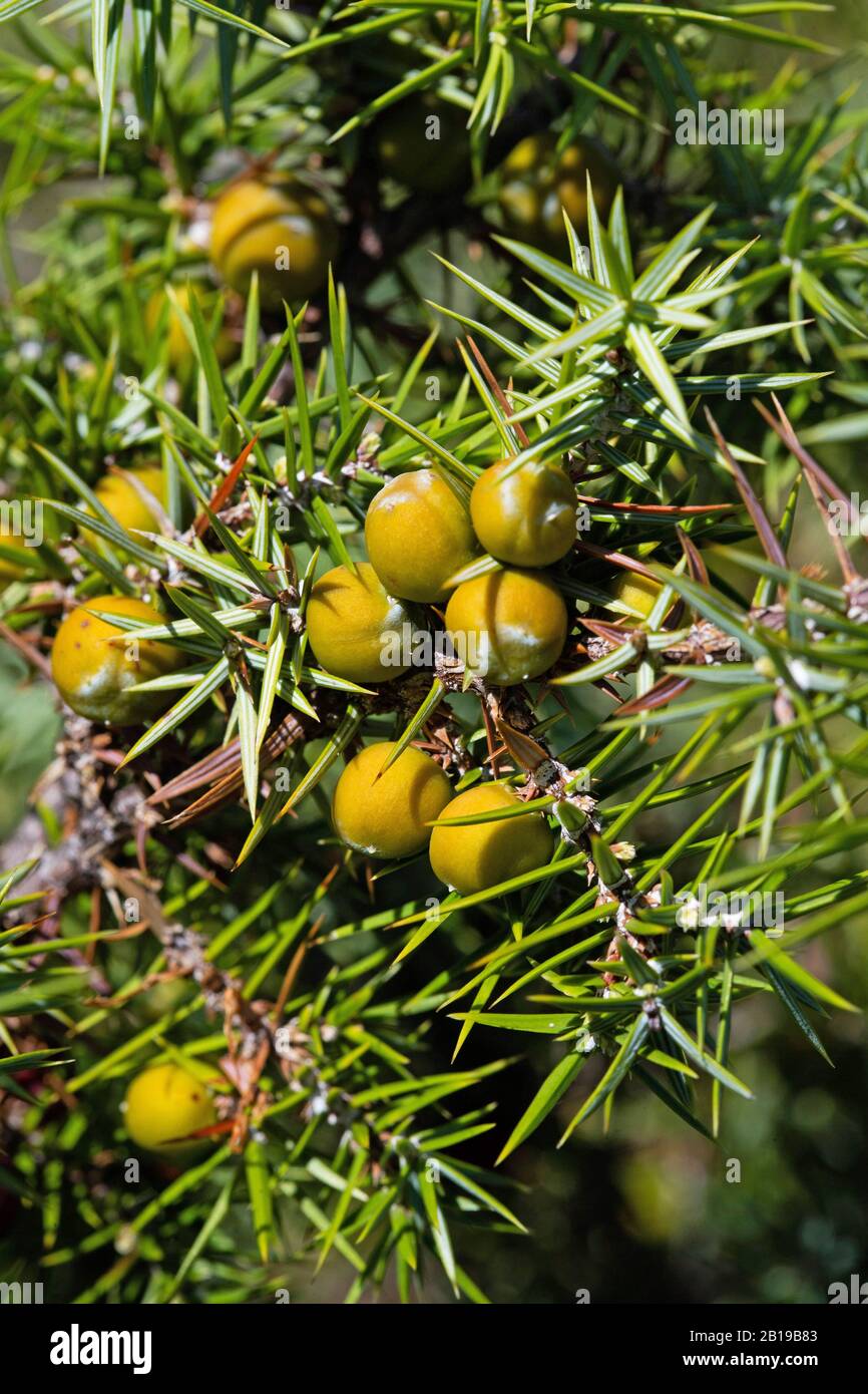 Common juniper, Ground juniper (Juniperus communis subsp. saxatilis, Juniperus communis var. saxatilis, Juniperus saxatilis), with berries, Germany Stock Photo