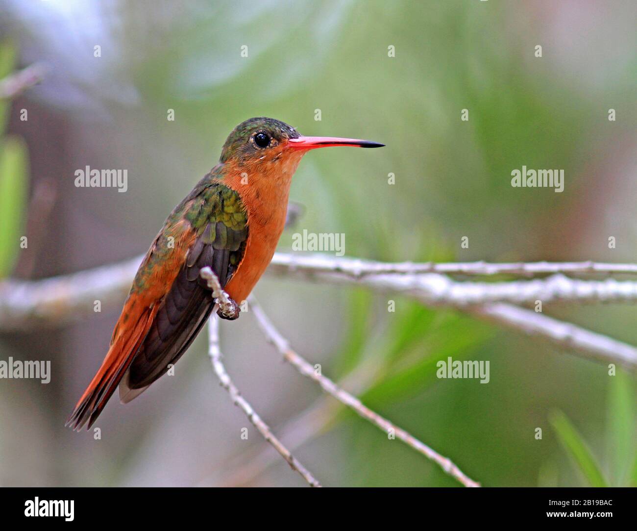 cinnamon hummingbird (Amazilia rutila), sits on a twig, Mexico Stock Photo