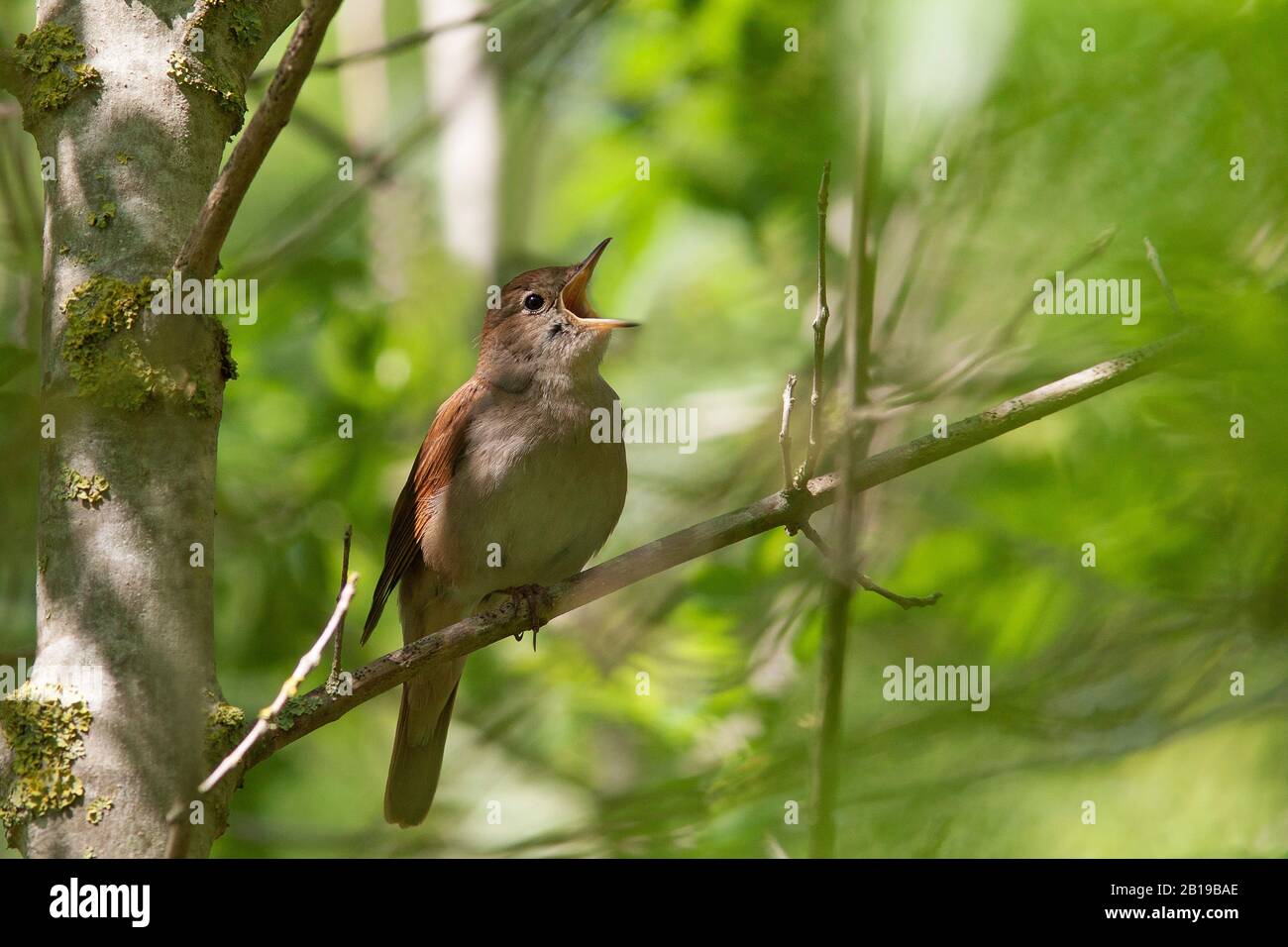 Spanish nightingale hires stock photography and images Alamy