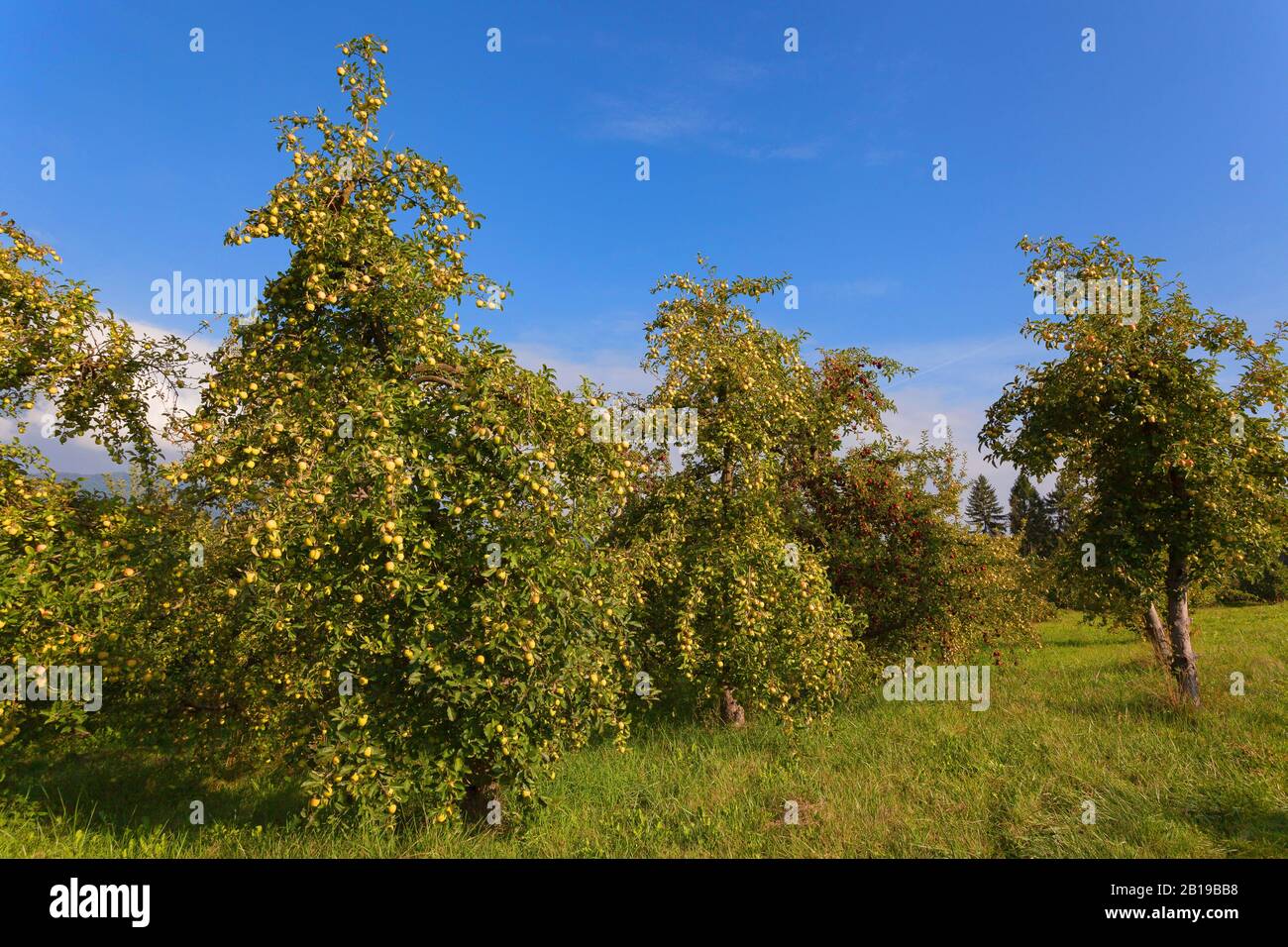 apple tree (Malus domestica), ready for harvesting apples at apple trees, Italy, South Tyrol, Trentino Stock Photo