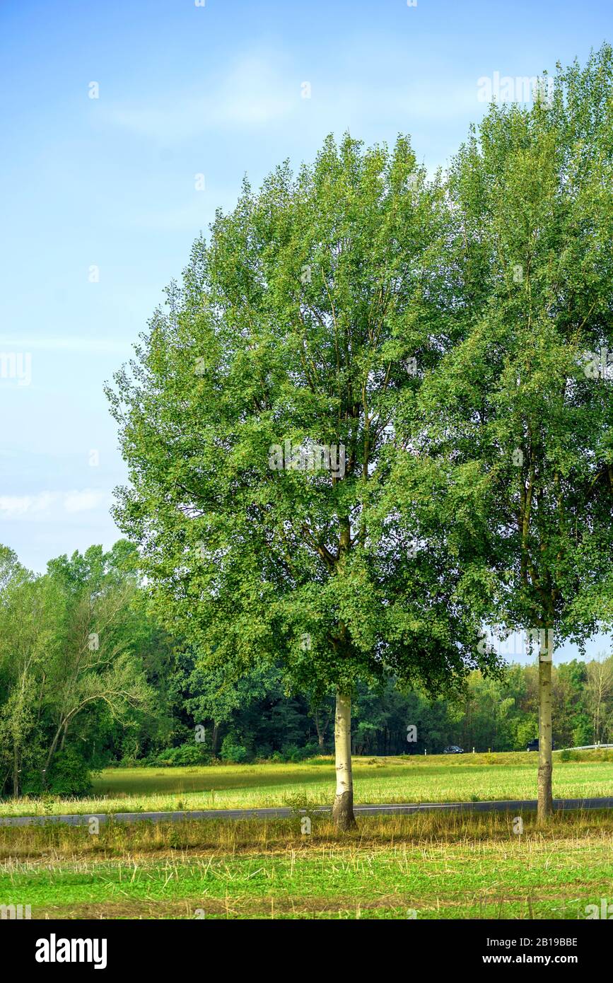 European aspen (Populus tremula), as street tree, Germany, Saxony Stock Photo