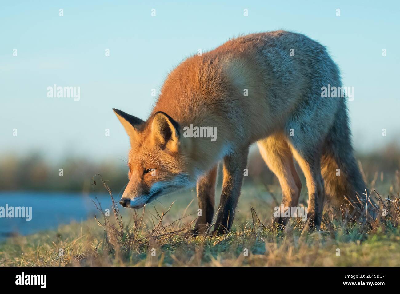 Beautiful wild red fox hi-res stock photography and images - Alamy