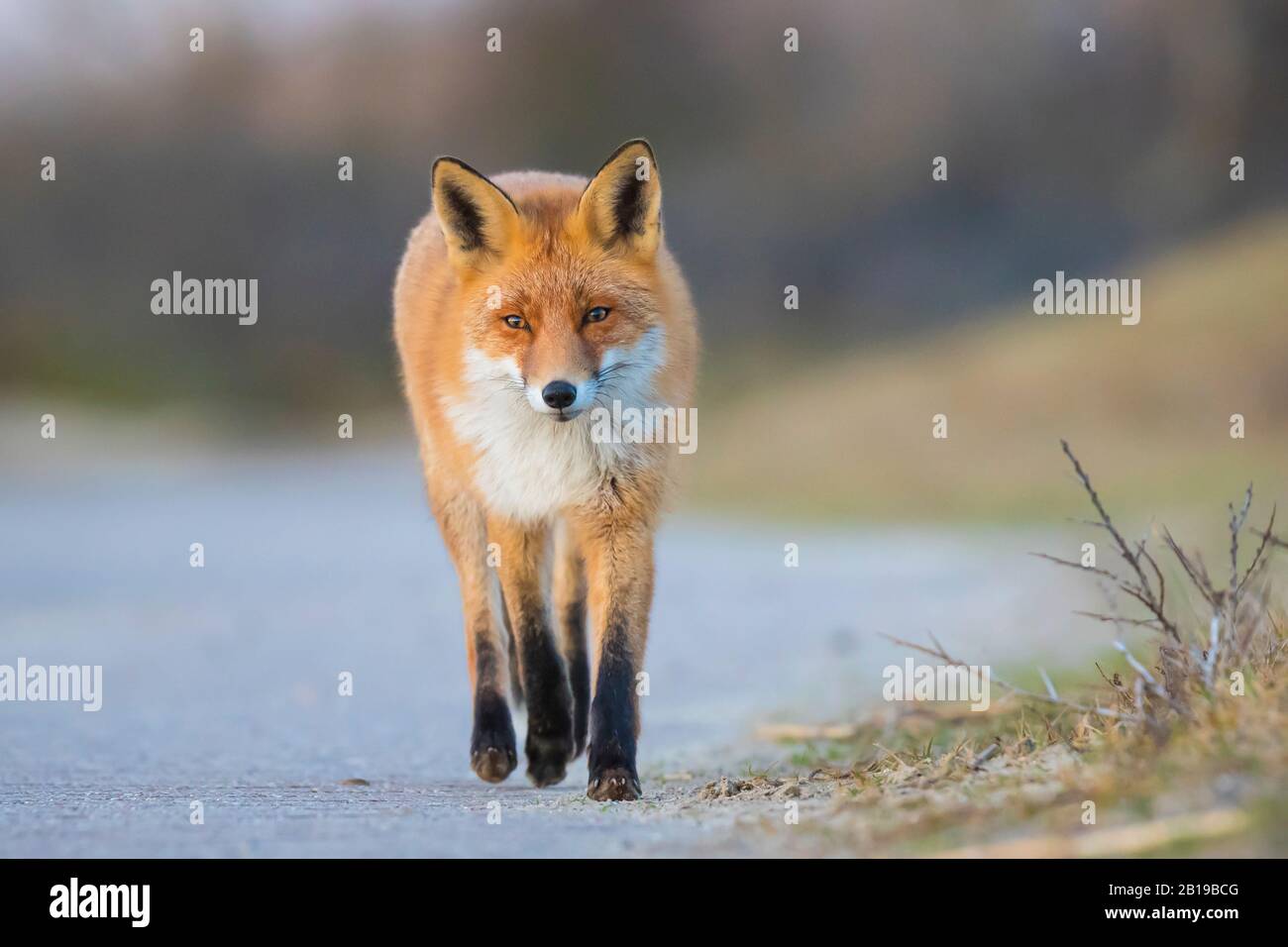 Closeup of a wild red fox, Vulpes Vulpes, crossing a road. Dangerous