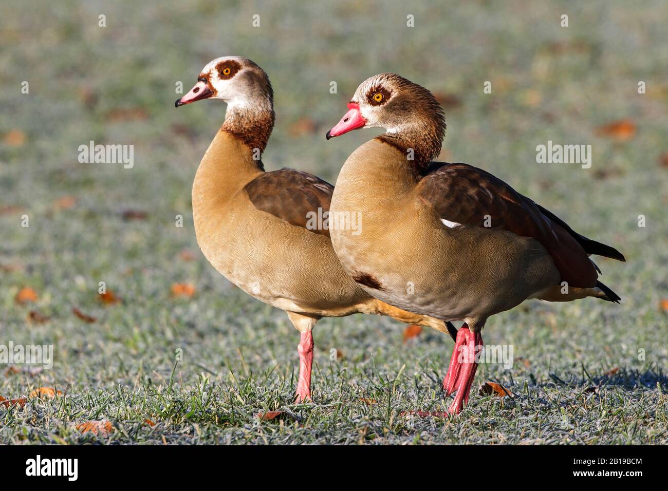 Egyptian goose (Alopochen aegyptiacus), pair in a meadow, side view, Germany, Baden-Wuerttemberg Stock Photo