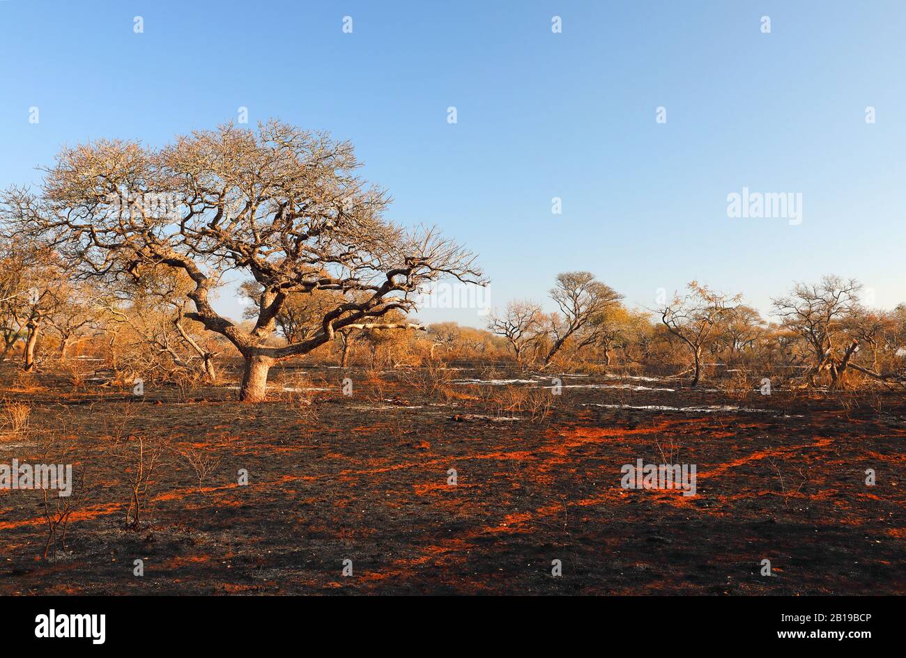 tracks in burnt down shrubland, South Africa, KwaZulu-Natal, Mkhuze Game Reserve Stock Photo
