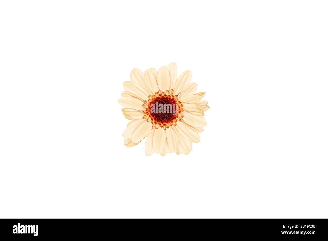 One yellow flower isolated on white background Stock Photo - Alamy