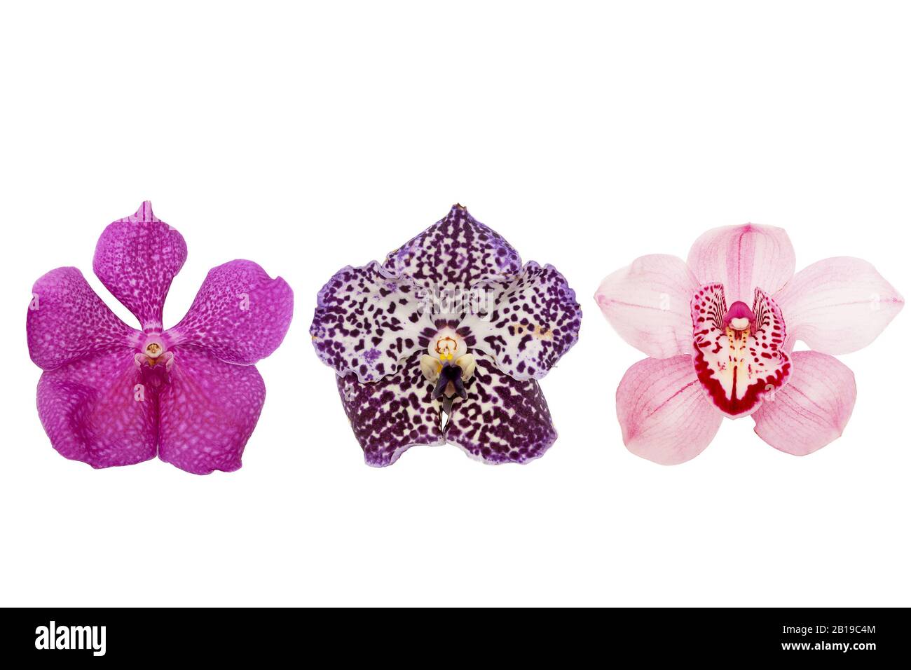 Three pink orchids isolated on white background Stock Photo - Alamy