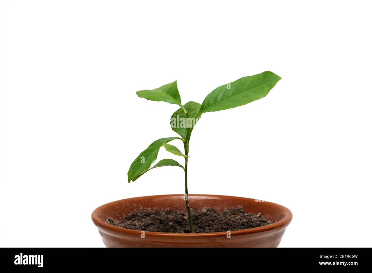 Are Lemon Tree Roots Poisonous To Dogs