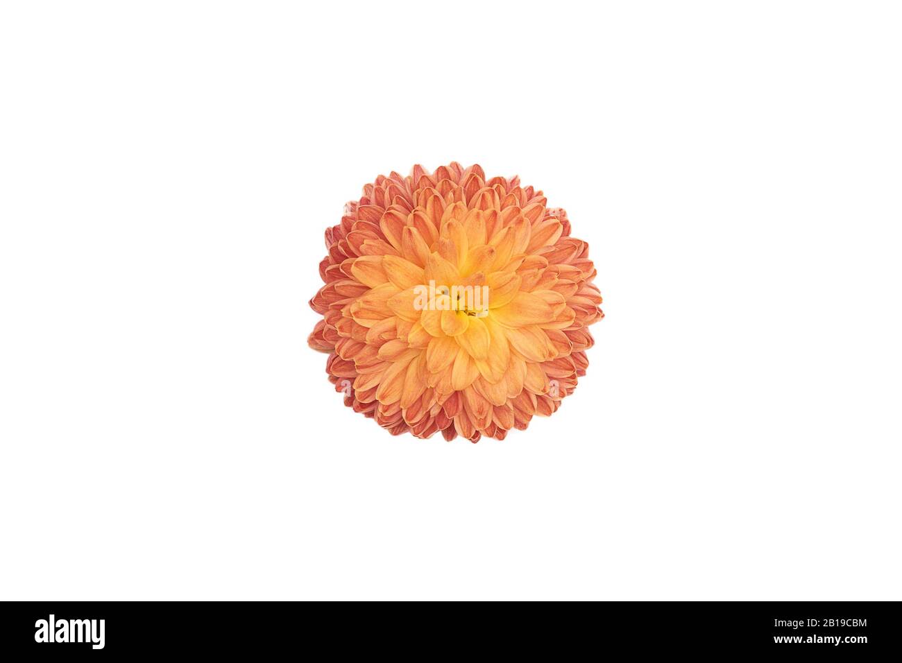 Orange flower flower isolated on white background. Stock Photo