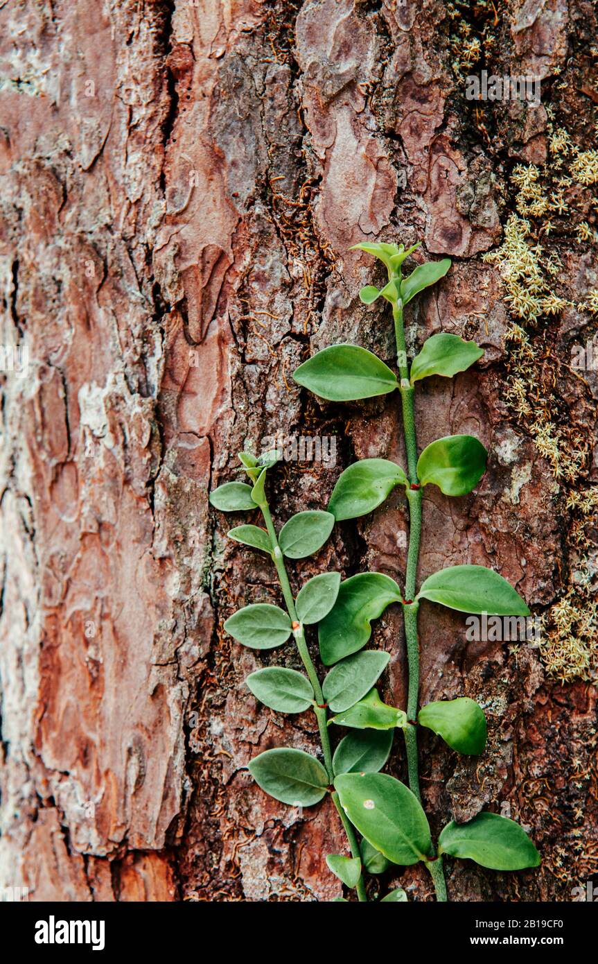 Tropical green creeper climbing plant on rough surface natural tree bark  Stock Photo - Alamy