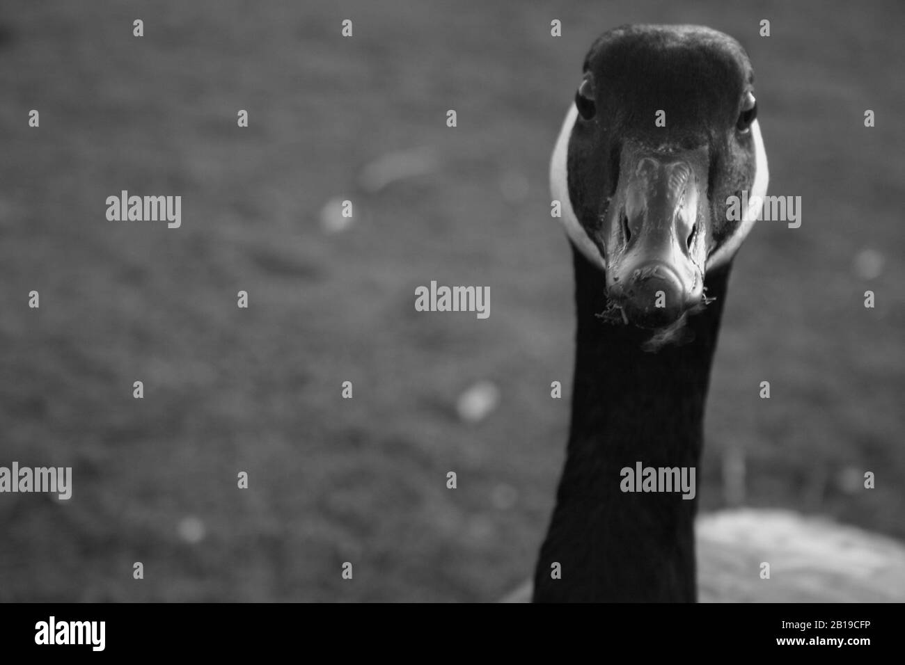 Curious Goose Stock Photo