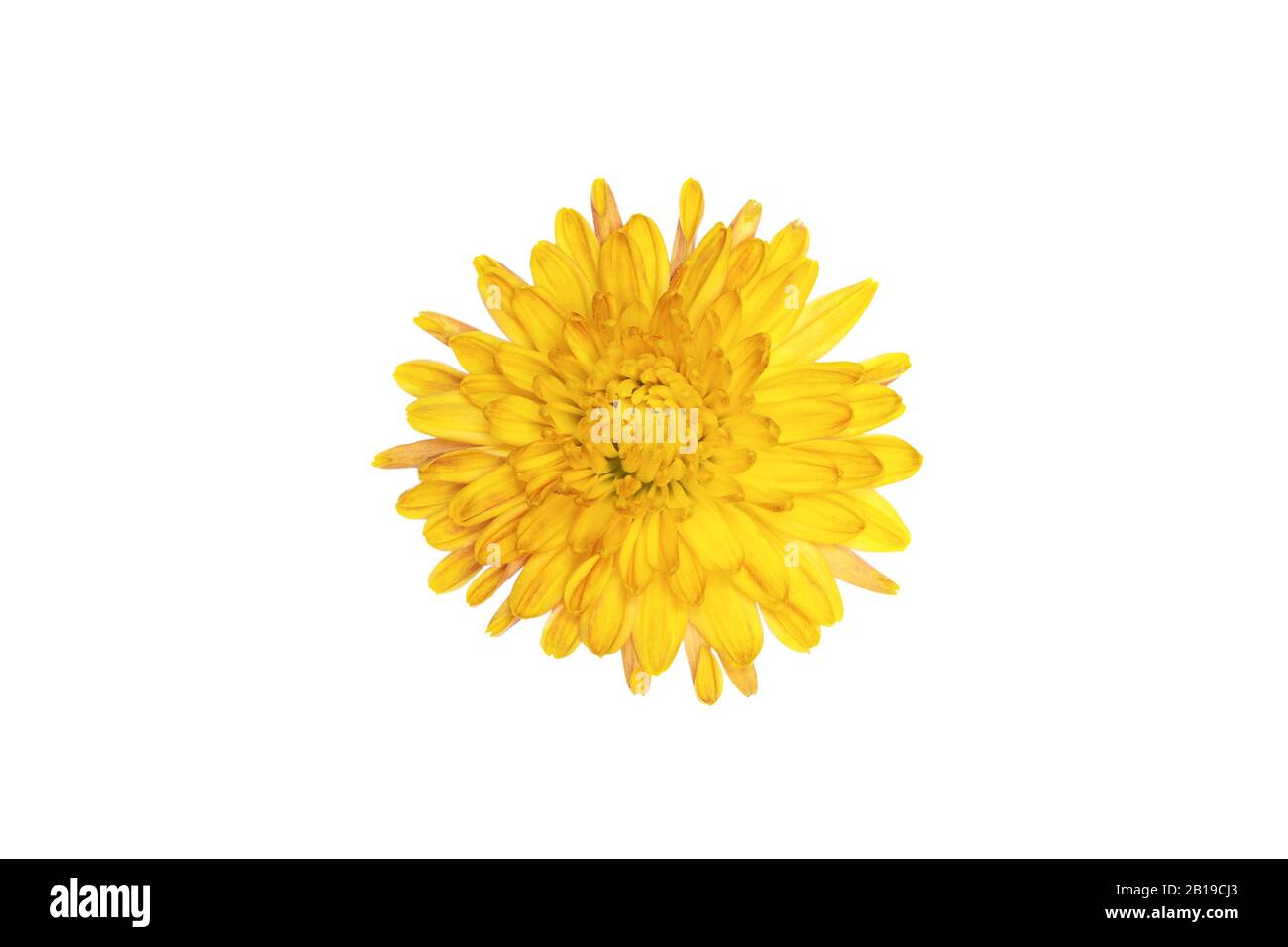 One yellow flower isolated on white background Stock Photo - Alamy