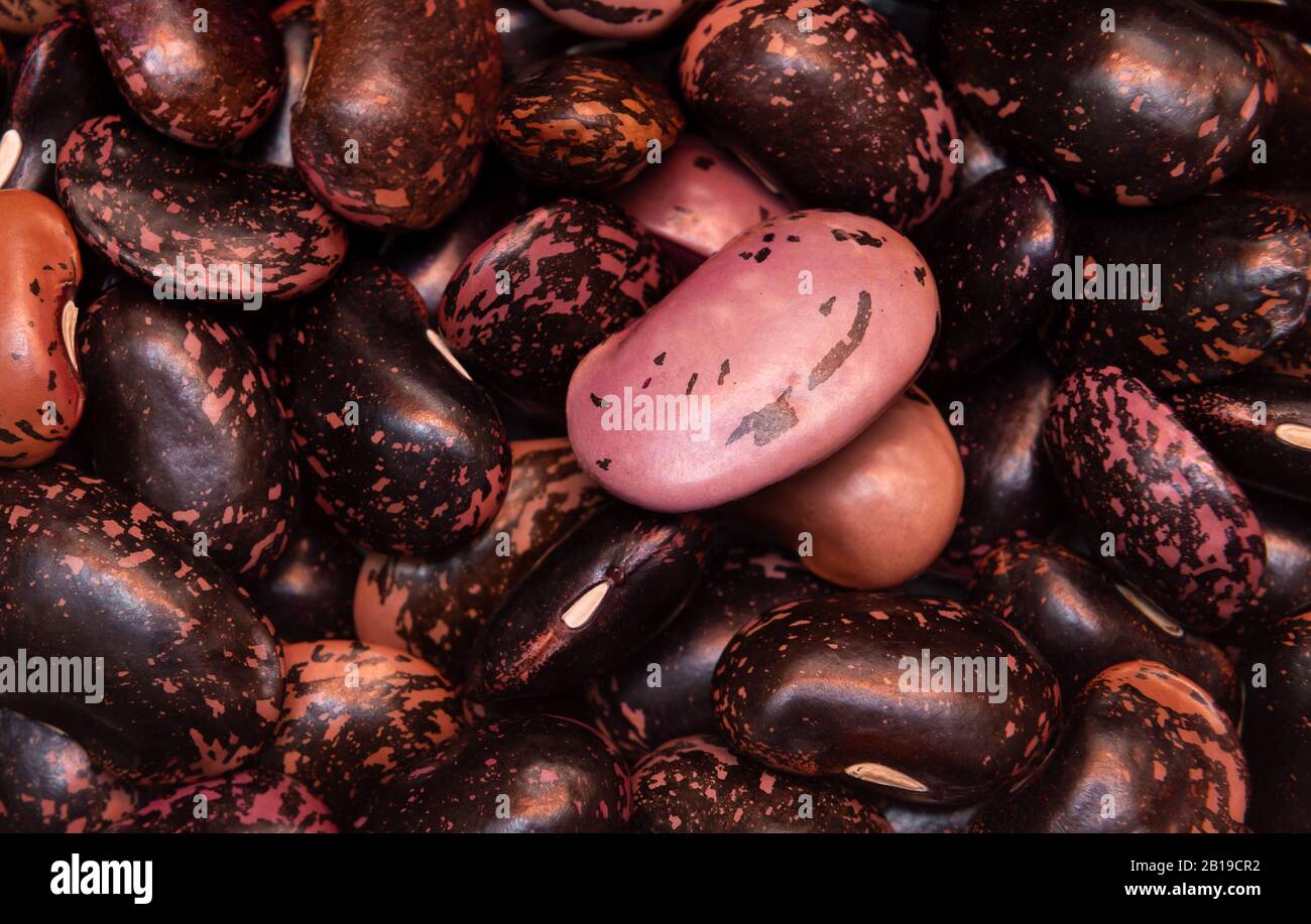 Dark red and purple kidney beans, close up Stock Photo
