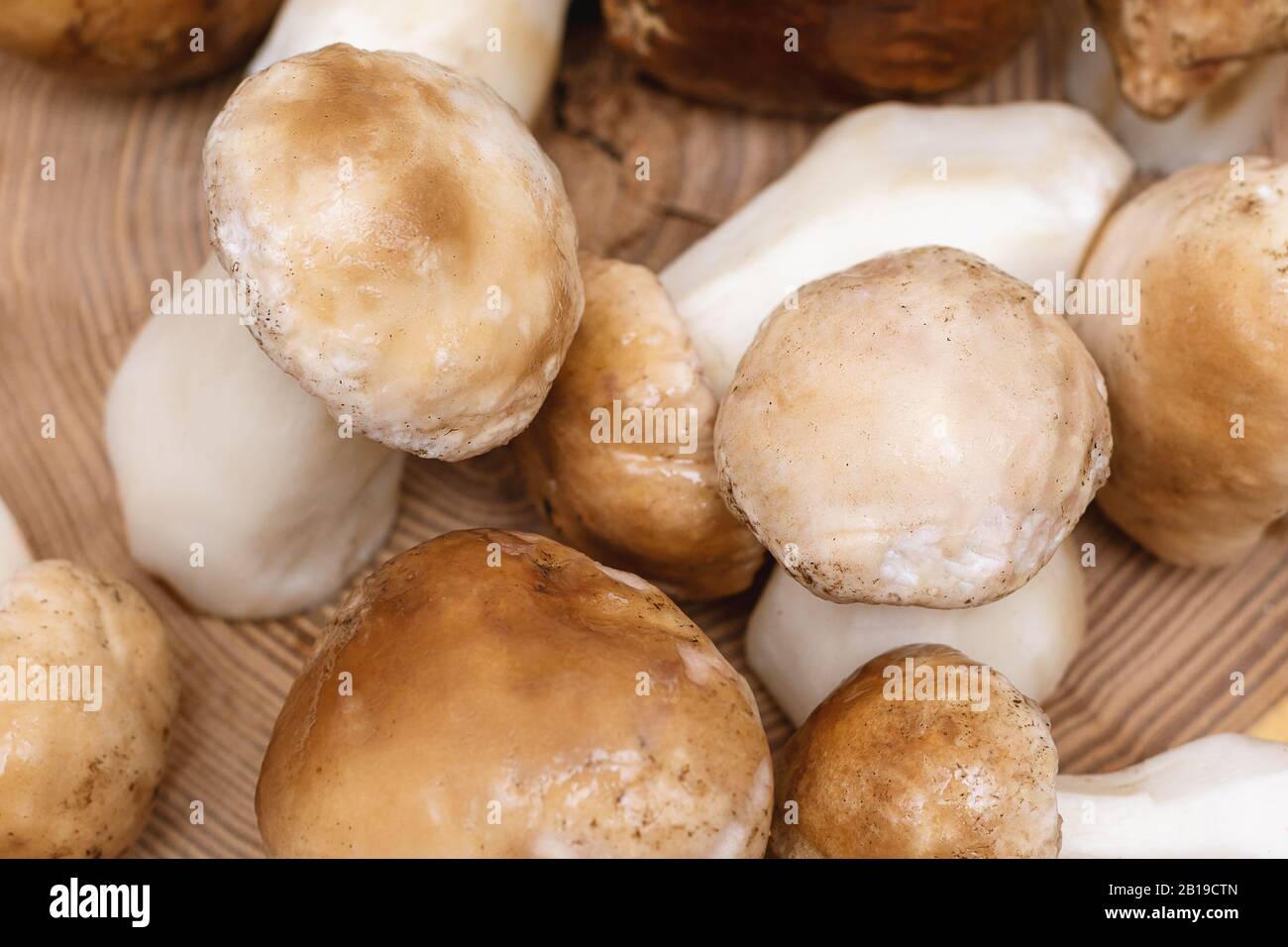 Small Boletus mushroom on wooden background, close up Stock Photo