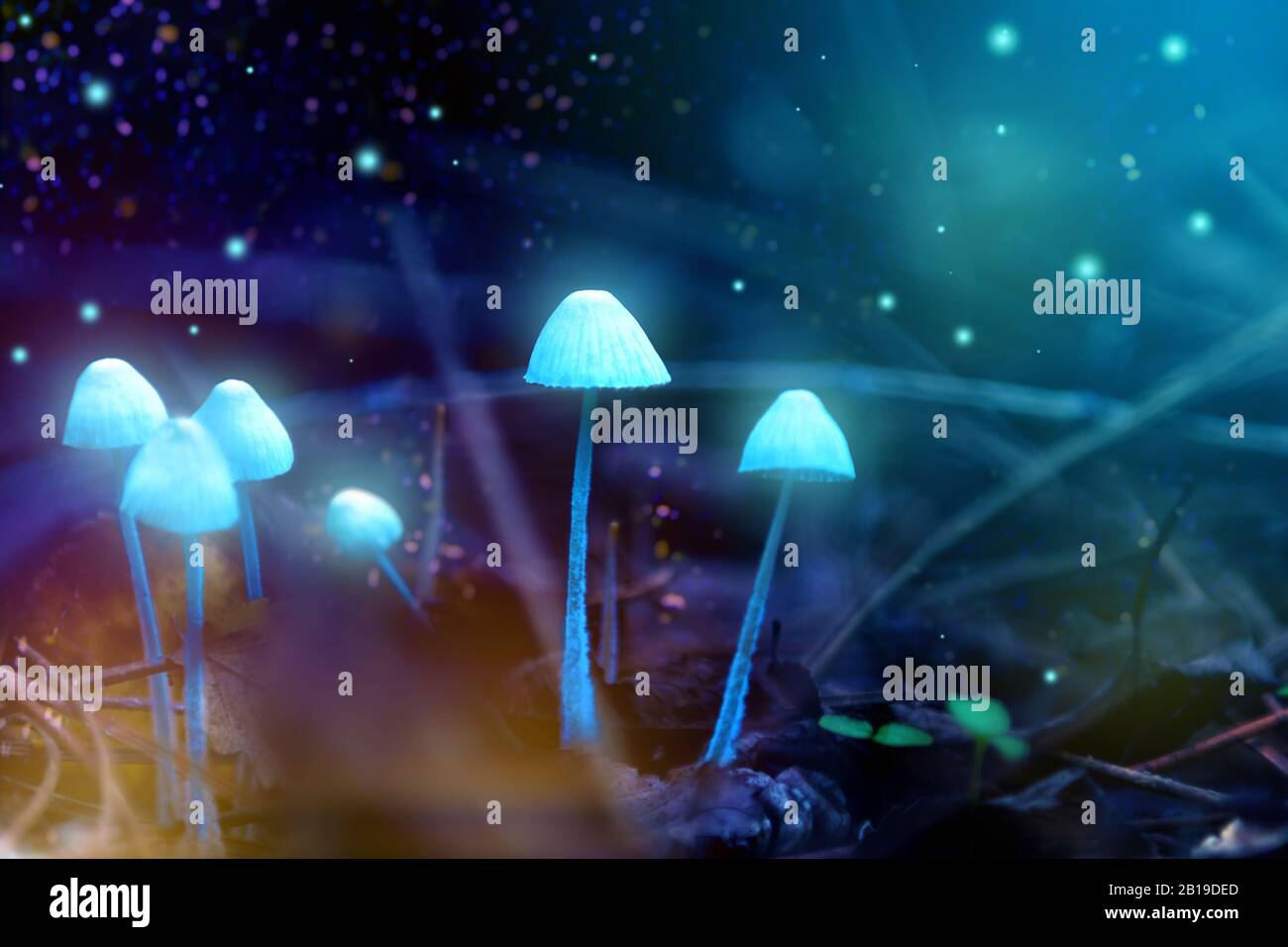 Magic glowing mushrooms in the forest, fairytale story Stock Photo