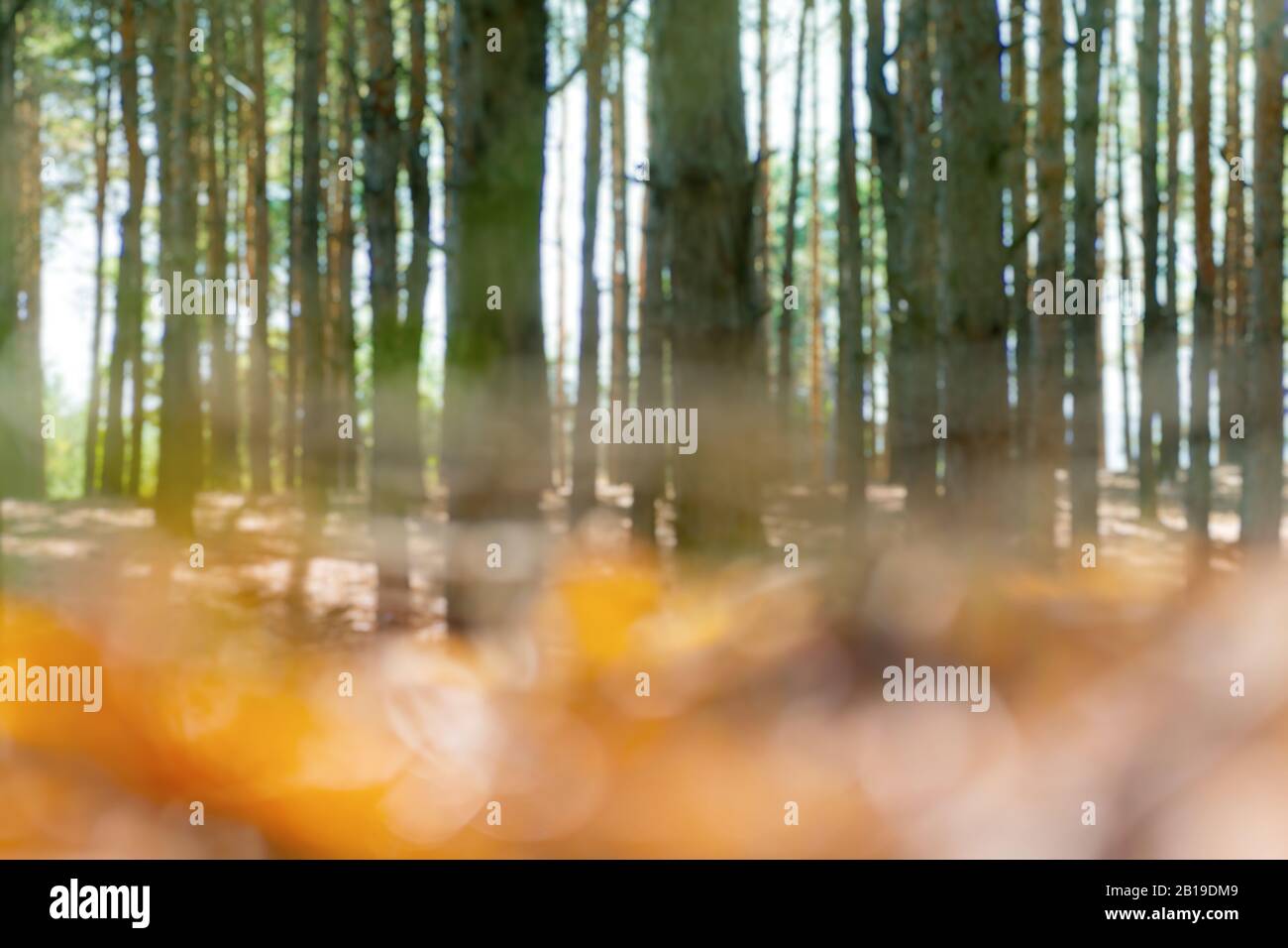 Blurred forest background, defocused tall pines, sunny day. Stock Photo