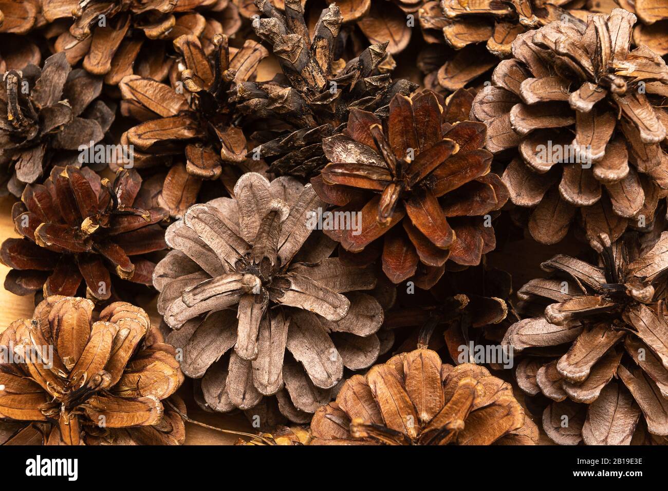Brown Pine cones as a background, close up Stock Photo