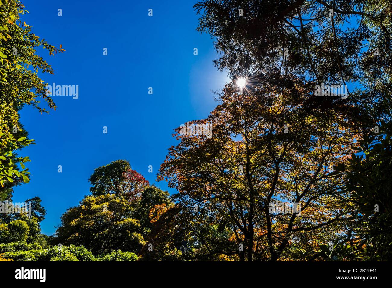 Tall trees sunburst hi-res stock photography and images - Alamy