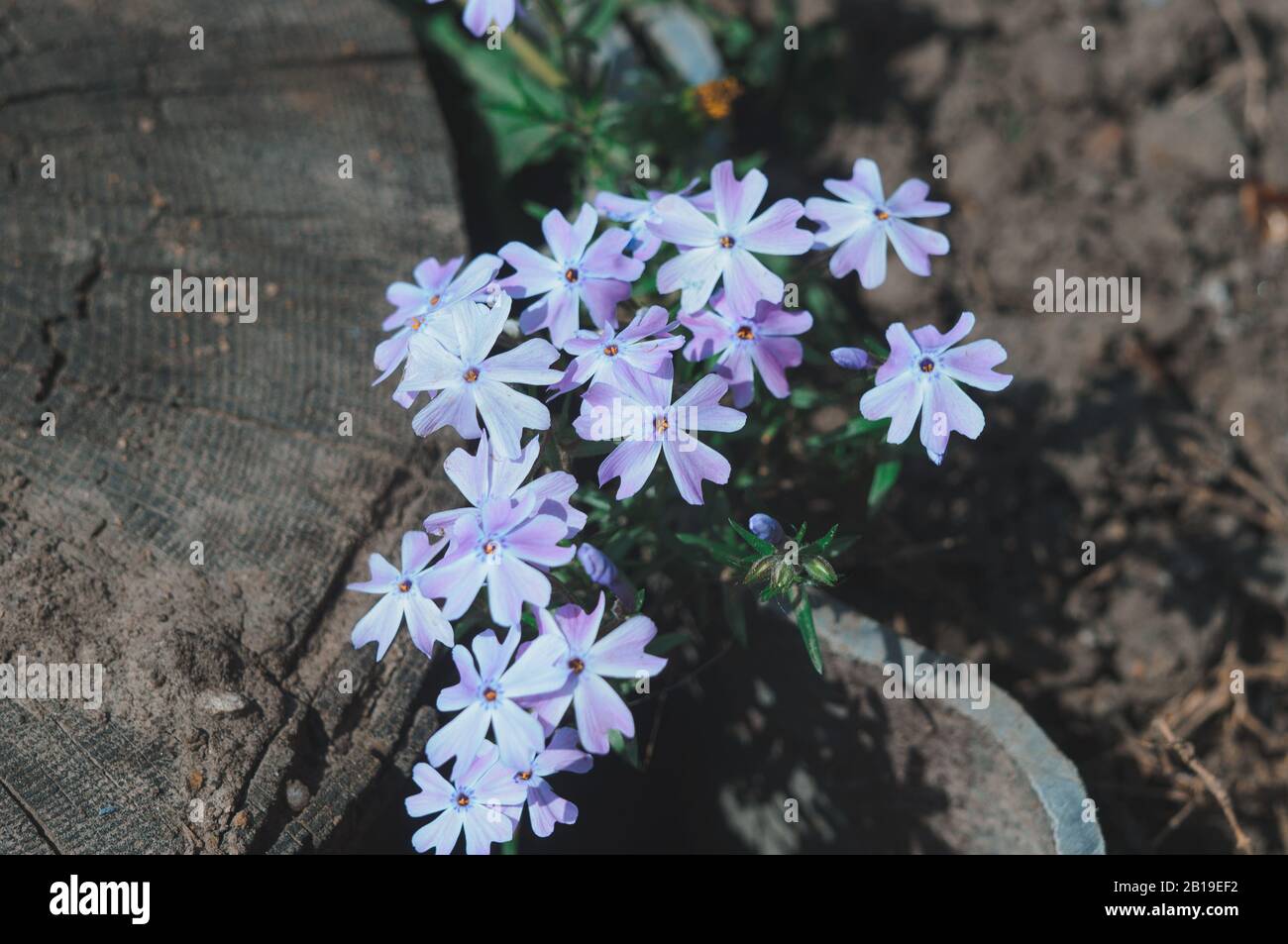 Viola odorata. The scent is fragrant. Purple forest flower blooms in spring. The first spring flower, purple. Wild violets in nature. Spring bush Stock Photo