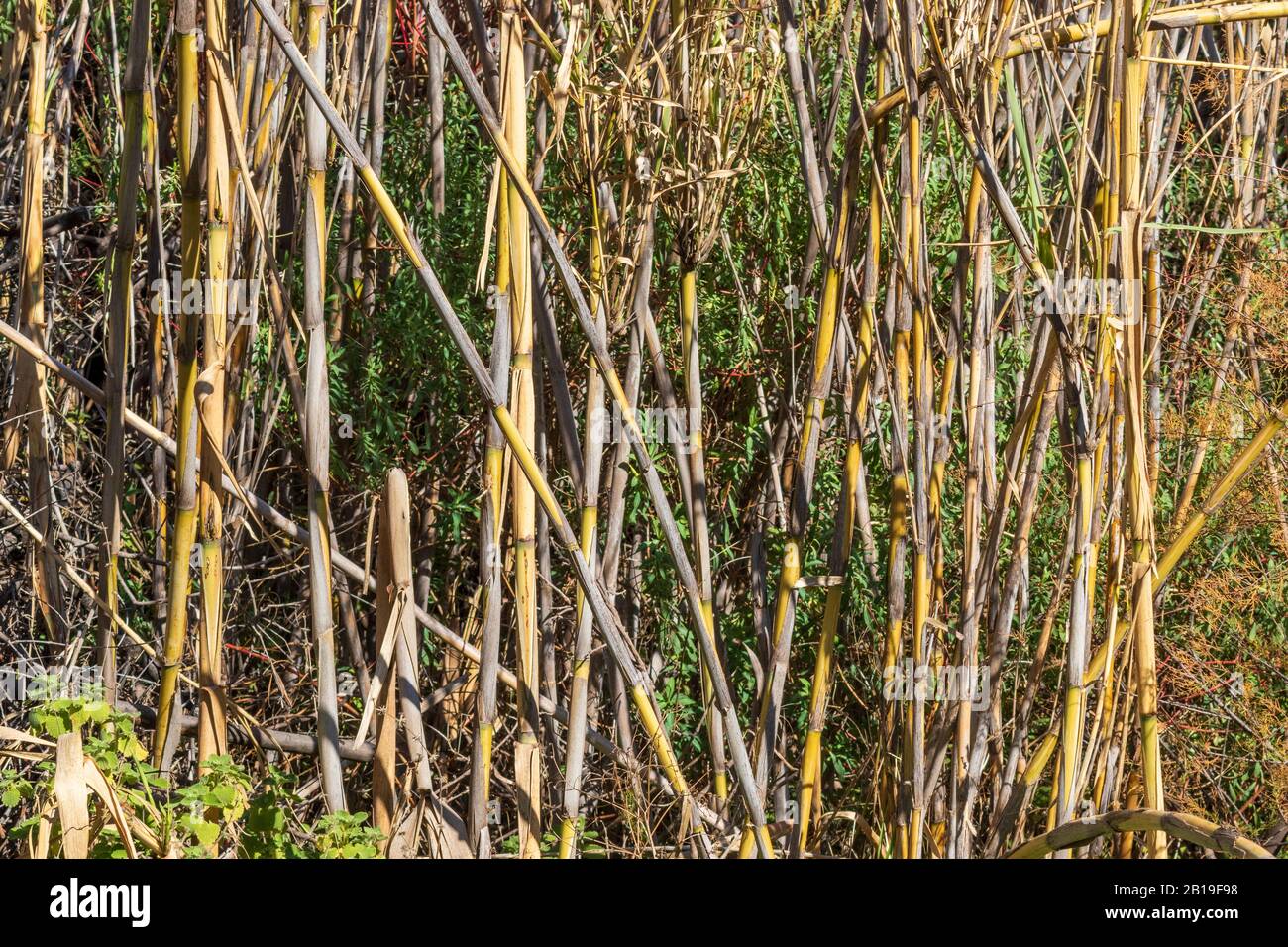 Arundo donax, Common Cane Growing On A Hillside Stock Photo