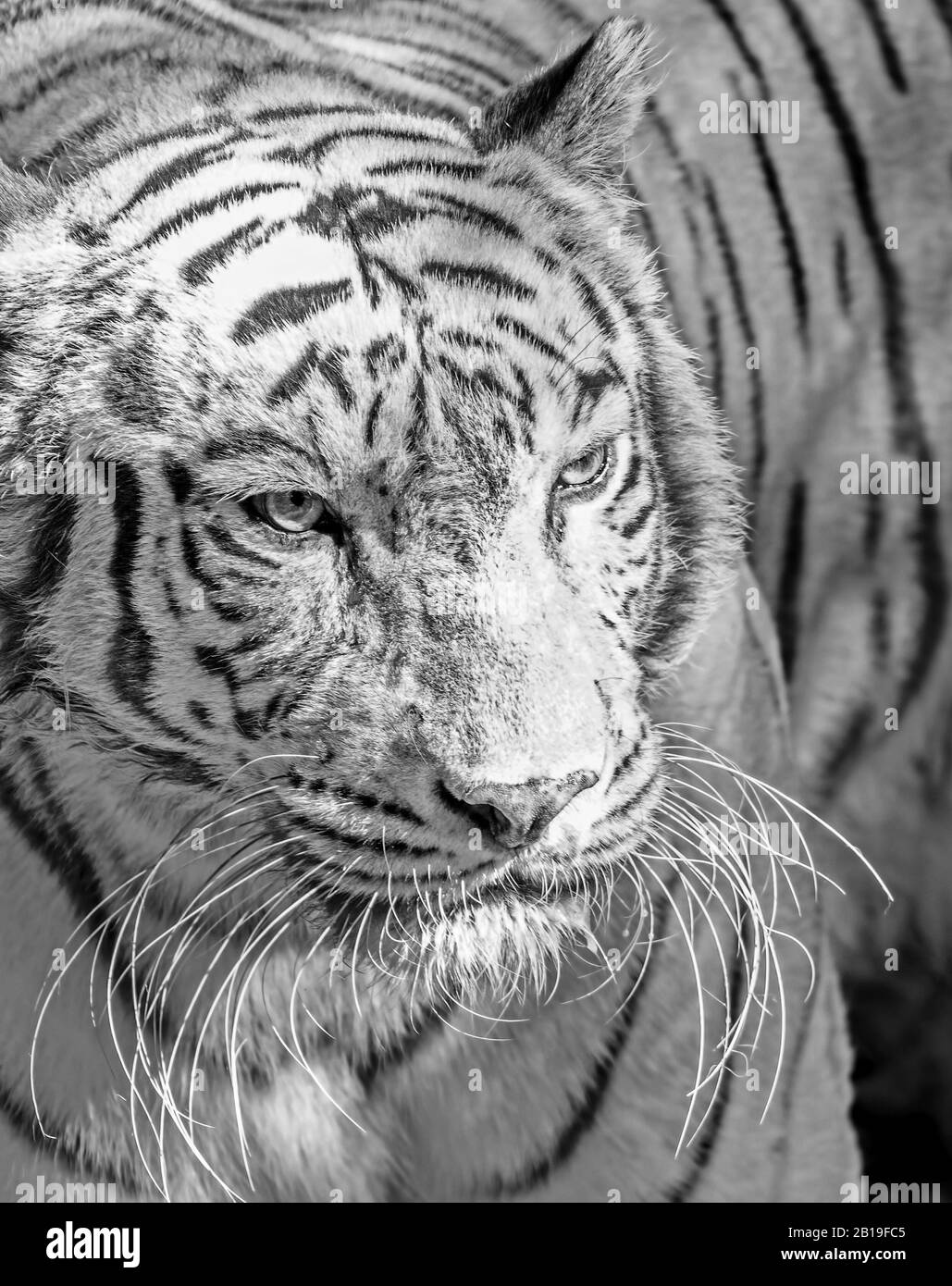 Closeup White Bengal Tiger Isolated on Background, Black and White