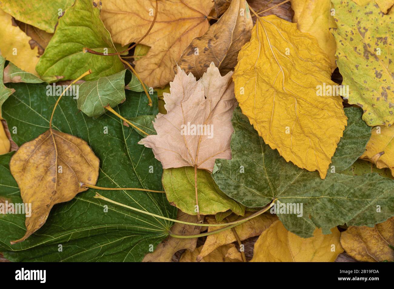 Green and yellow fall leaves background, close up Stock Photo