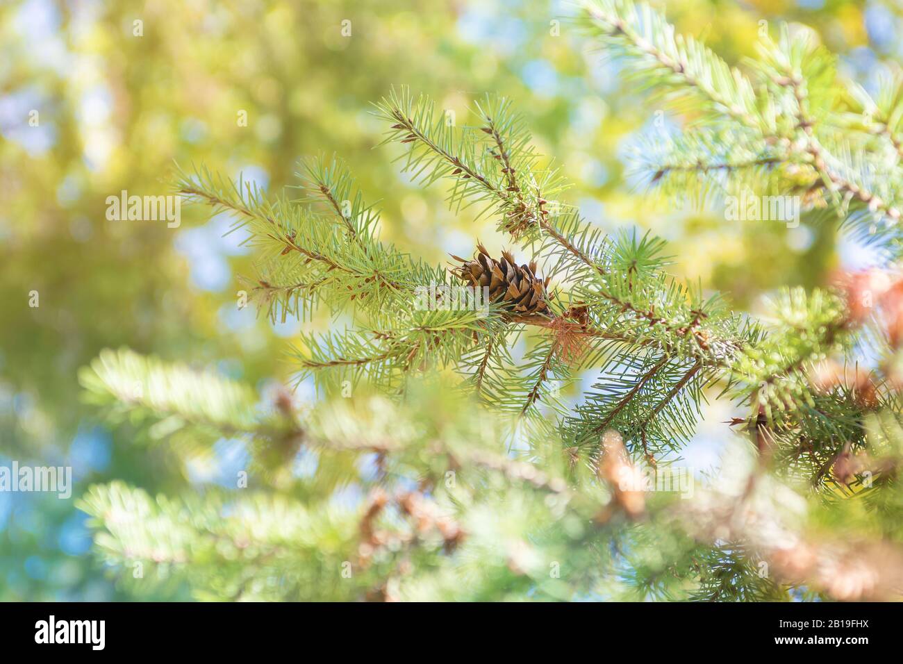 Branches of green fir tree, close up Stock Photo