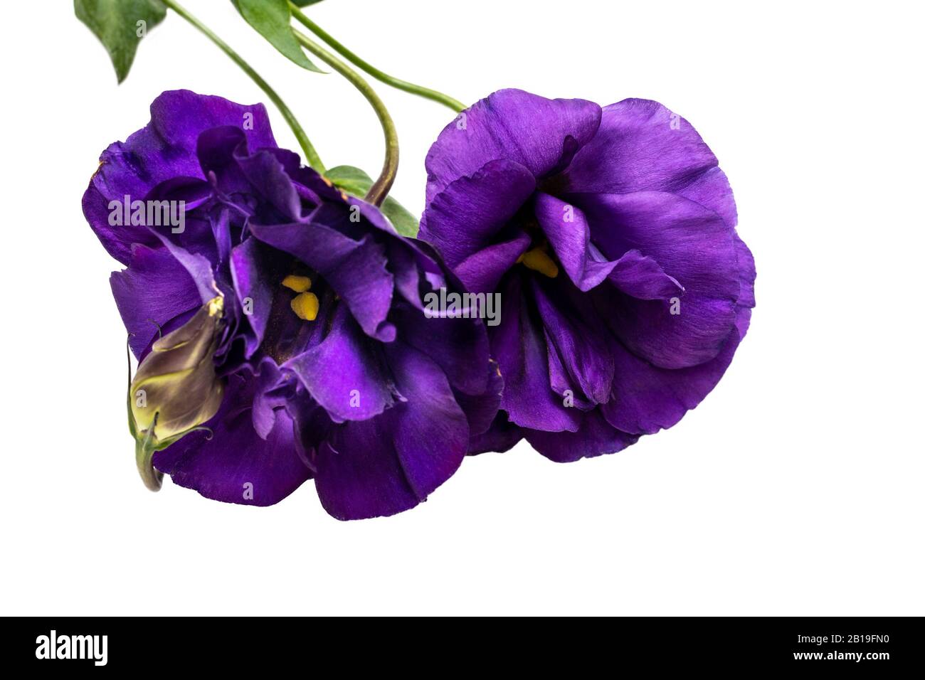 Purple Eustoma flower isolated on white background Stock Photo