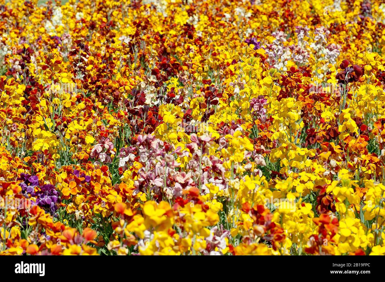 A colourful abstract image of the various varieties of Cheiranthus and Erysimum flowers growing in a council maintained flowerbed. Stock Photo