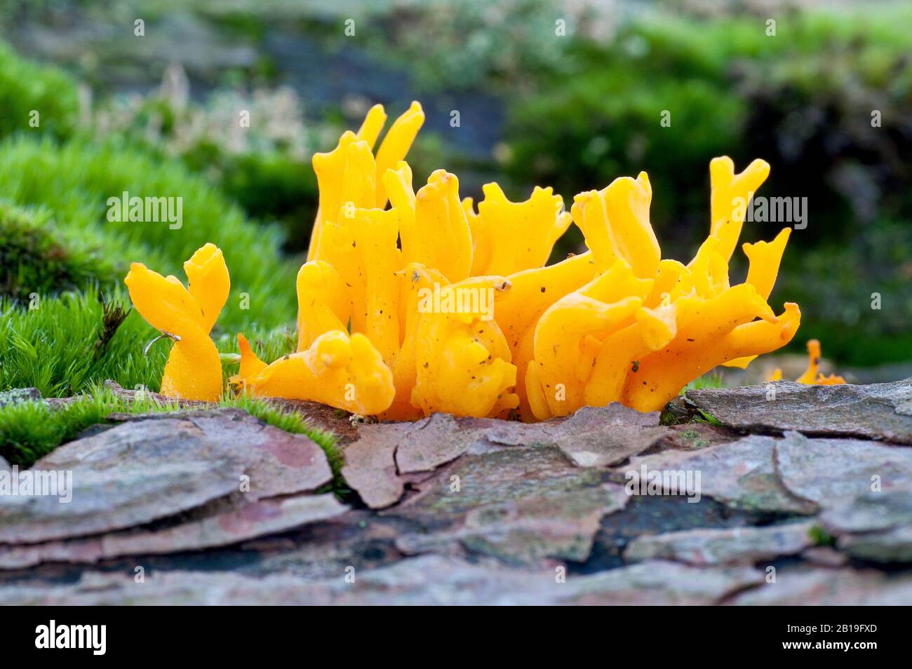 Yellow Antler fungus (calocera viscosa), close up of several fruiting bodies growing on an old log. Stock Photo