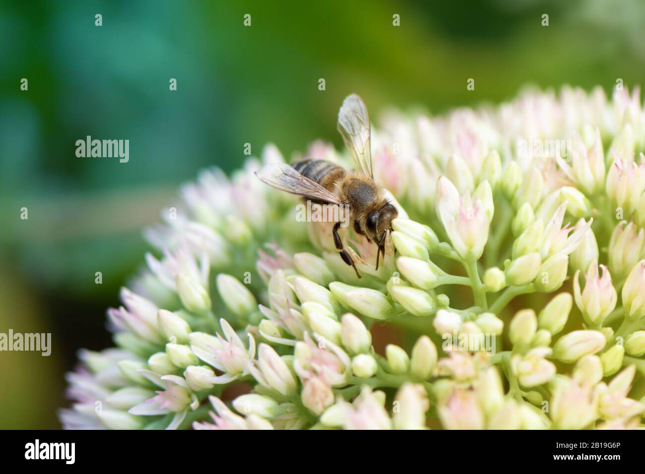 Honey bee collecting pollen from a blooming flower Stock Photo