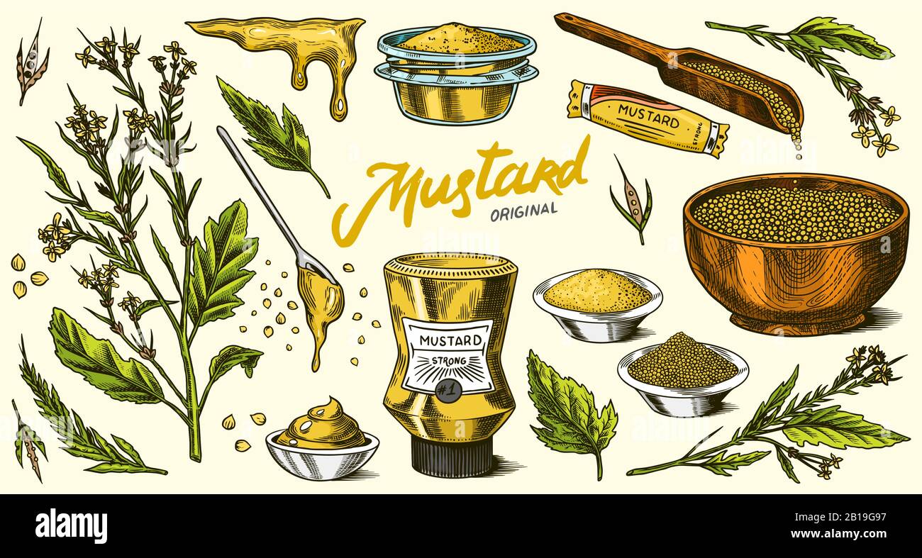 Mustard seeds set. Spicy condiment, seasoning bottle, packaging and leaves, wooden spoons, plant, sauce in gravy boat, whole and ground grains Stock Vector