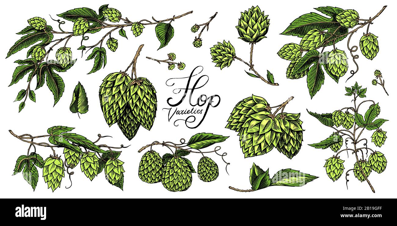 Hops and Barley. Malt Beer. Engraved vintage set. Hand drawn collection. Sketch for web or pub menu. Design elements isolated on white background. Stock Vector