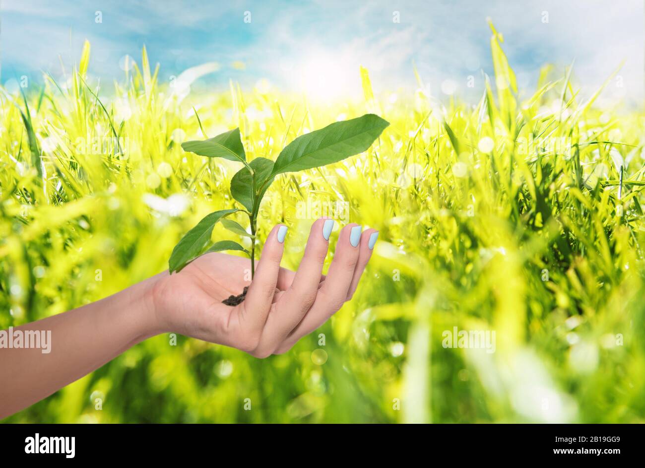 Female hand holding young green plant. Save the nature concept Stock Photo