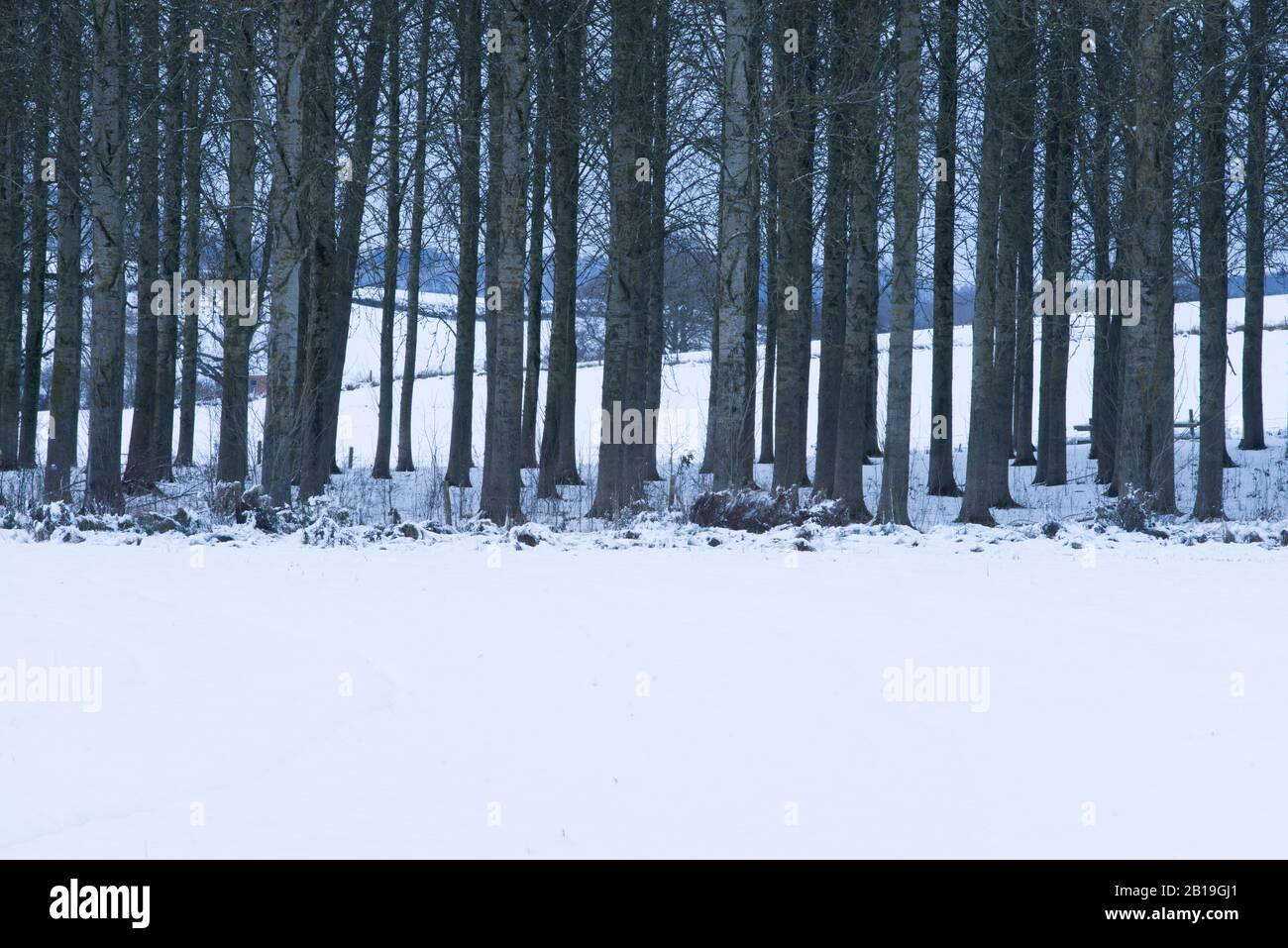 Winter conditions at a coppice of trees near Tasley, Bridgnorth ...