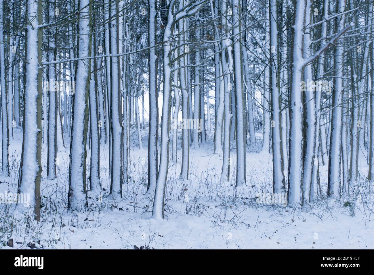 Winter conditions at a coppice of trees near Tasley, Bridgnorth ...