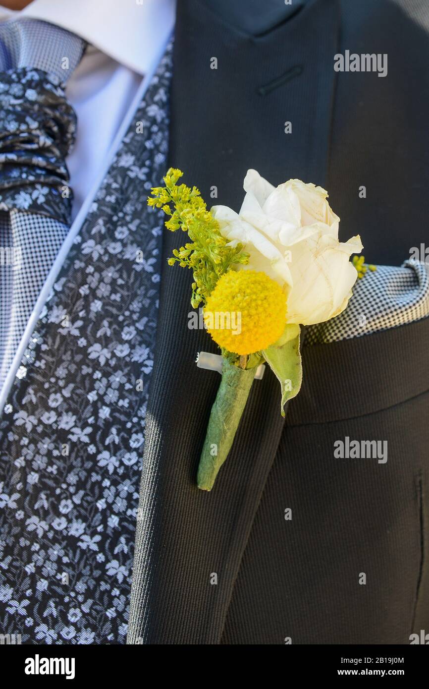 Boutonniere. White rose and yellow flower. Globose craspedia.  Craspedia variabilis. Pycnosorus globosus, billy buttons. Santolina chamaecyparissus. Stock Photo