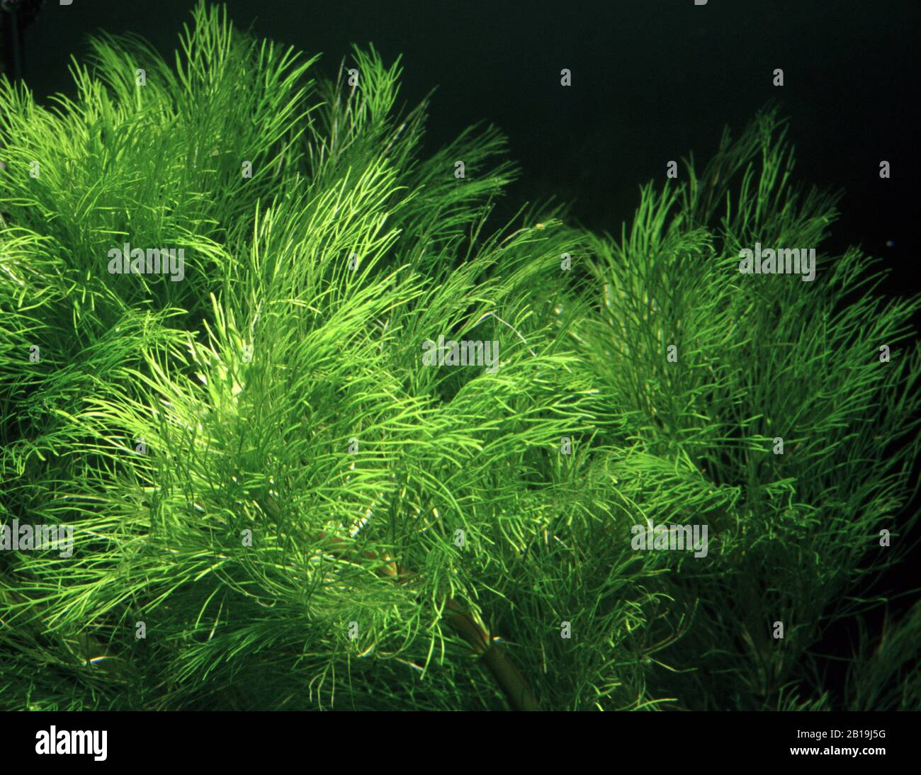 Giant fanwort, Cabomba aquatica Stock Photo