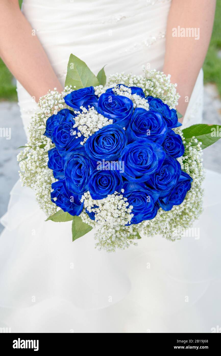 Elegant bouquet of blue roses in the hands of a bride. Stock Photo