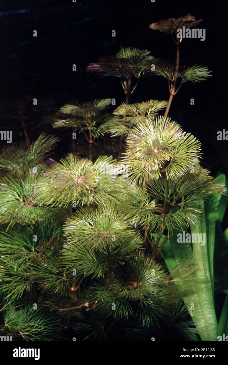 Red cabomba or forked fanwort, Cabomba furcata Stock Photo