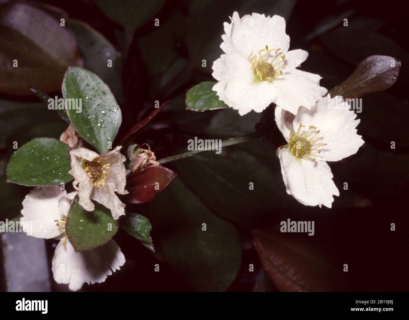 Flowers of creeping burhead, Echinodorus cordifolius Stock Photo