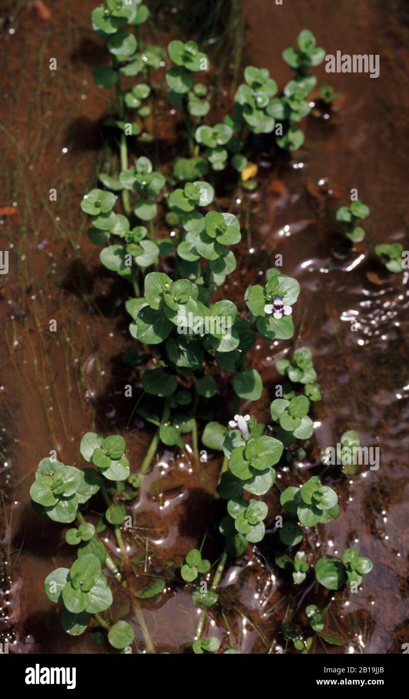 Roundleaf lindernia, Lindernia rotundifolia Stock Photo