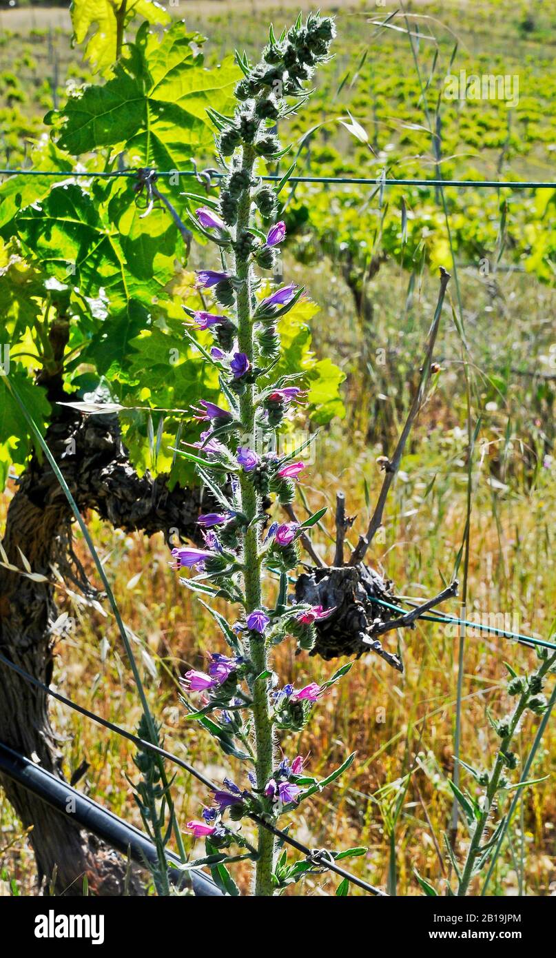 Colorful viper's bugloss plant in the field. viper's bugloss, blueweed,  snake's flower, viper's grass, bugloss, borage. Echium vulgare Stock Photo